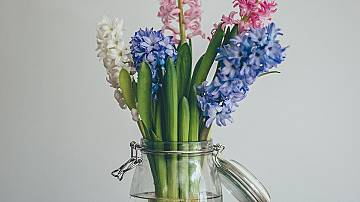 How to Grow Hyacinths Indoors