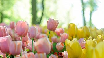 Spring idea: Tulips from felt